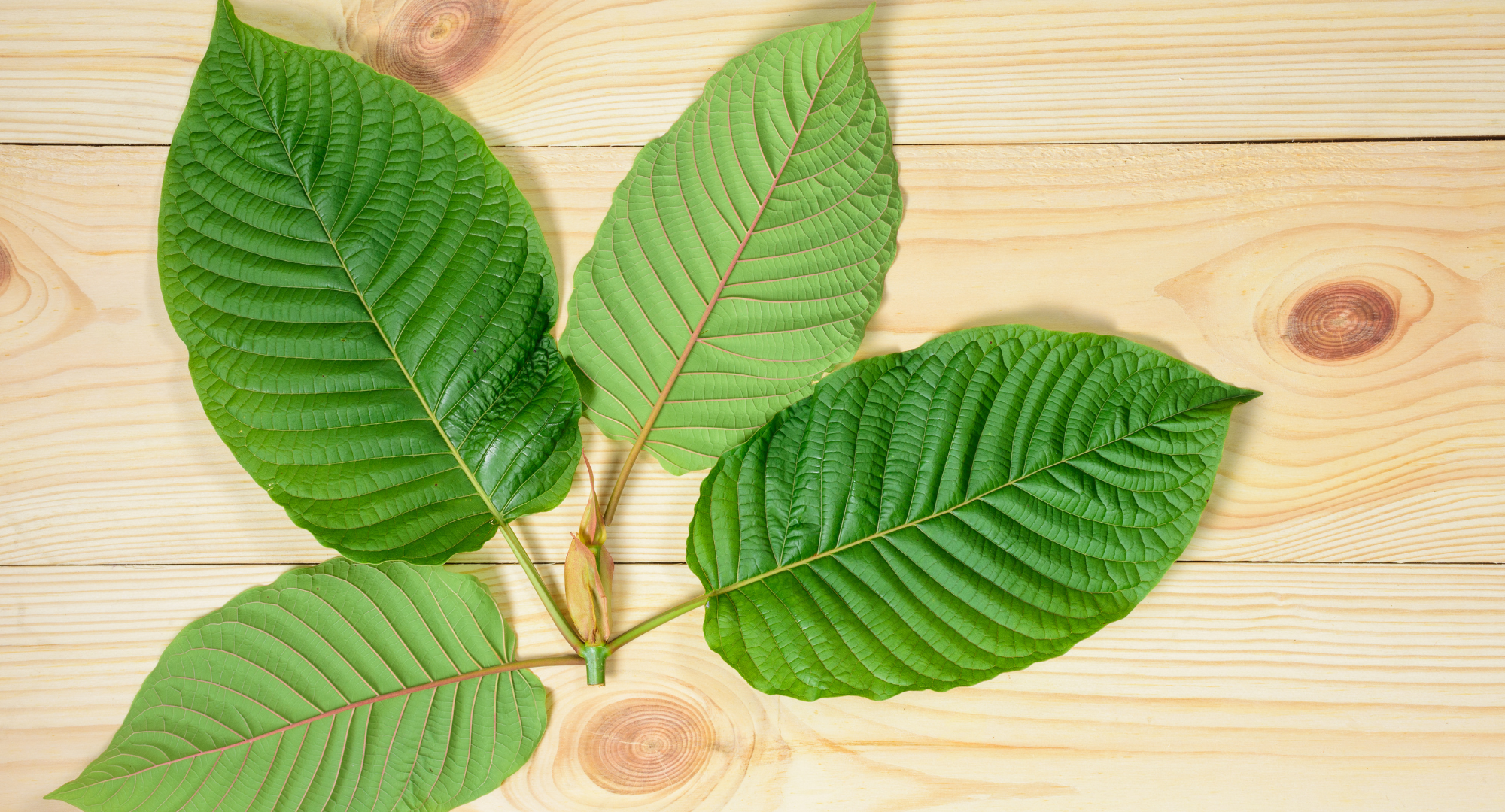 kratom association