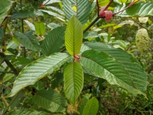 Red Maeng Da Kratom Strains